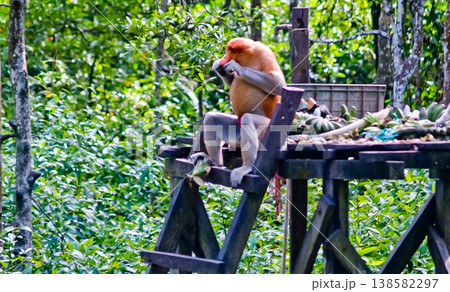 beautiful view of proboscis monkeys in the wild beautiful view of proboscis monkeys in the wild 138582297