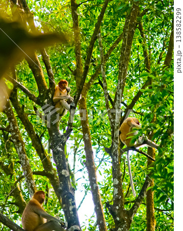 beautiful view of proboscis monkeys in the wild beautiful view of proboscis monkeys in the wild 138582299