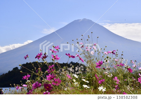 コスモス　富士山 138582308