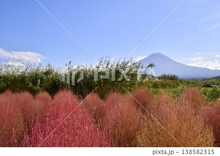 コキア 富士山 コキア 富士山 138582315