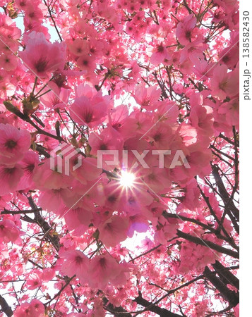 山田ふれあい緑地の陽光桜 香川県観音寺市2 山田ふれあい緑地の陽光桜 香川県観音寺市2 138582430