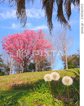 山田ふれあい緑地の陽光桜と蒲公英とヤシの木 香川県観音寺市 山田ふれあい緑地の陽光桜と蒲公英とヤシの木 香川県観音寺市 138582431