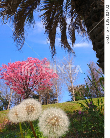 山田ふれあい緑地の陽光桜と蒲公英とヤシの木 香川県観音寺市 山田ふれあい緑地の陽光桜と蒲公英とヤシの木 香川県観音寺市 138582432