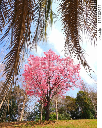 山田ふれあい緑地の陽光桜とヤシの木 香川県観音寺市 山田ふれあい緑地の陽光桜とヤシの木 香川県観音寺市 138582433