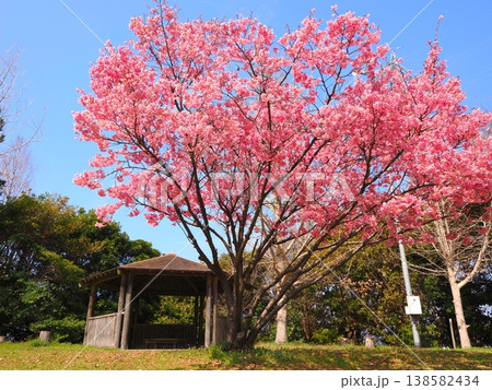 山田ふれあい緑地の陽光桜 香川県観音寺市3 山田ふれあい緑地の陽光桜 香川県観音寺市3 138582434
