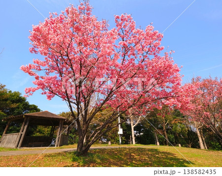 山田ふれあい緑地の陽光桜 香川県観音寺市4 山田ふれあい緑地の陽光桜 香川県観音寺市4 138582435