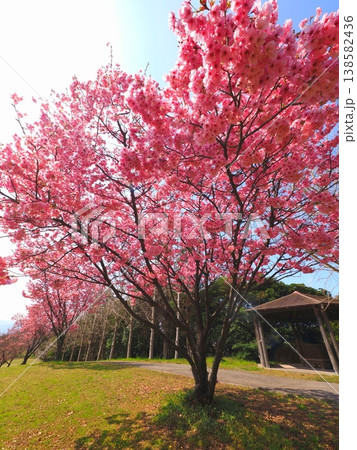 山田ふれあい緑地の陽光桜 香川県観音寺市5 山田ふれあい緑地の陽光桜 香川県観音寺市5 138582436