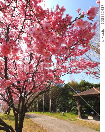 山田ふれあい緑地の陽光桜 香川県観音寺市6 山田ふれあい緑地の陽光桜 香川県観音寺市6 138582437
