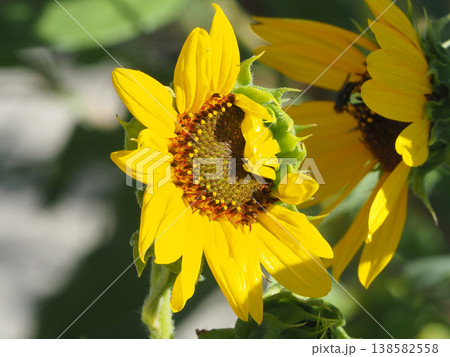 満開間近のヒマワリの花 満開間近のヒマワリの花 138582558