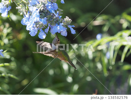 水色の花の蜜をホバリングして吸うフトオハチドリ 水色の花の蜜をホバリングして吸うフトオハチドリ 138582576