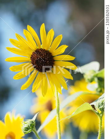 夏らしいヒマワリの花 夏らしいヒマワリの花 138582631