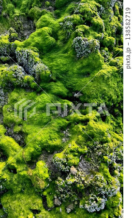 Richly Detailed Moss And Lichen On Textured Rocks For Design. Colorful Moss And Intricate Lichen Pockets Enriching Natural Texture Backgrounds For Wellness And Decor 138582719
