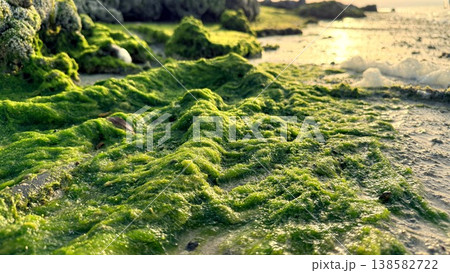 Moss Carpet Illuminated By Warm Light, Low Tide Vista Showing Dense Green Growth Over Rocks, Gentle Reflections And Sunlit Textures For Environmental And Travel Storytelling Moss Carpet Illuminated By Warm Light, Low Tide Vista Showing Dense Green Growth Over Rocks, Gentle Reflections And Sunlit Textures For Environmental And Travel Storytelling 138582722