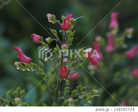 雨上がりのセイヨウゴマノハグサの花 138582724