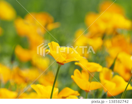 爽やかな黄色いポピーの花畑 爽やかな黄色いポピーの花畑 138582742
