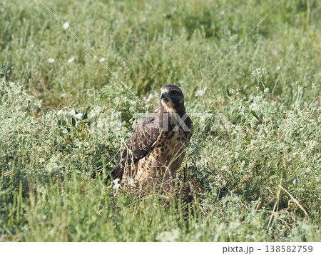 草原に降り立ったアカケアシノスリ 草原に降り立ったアカケアシノスリ 138582759