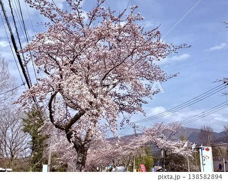道路沿いに咲く満開の桜 138582894