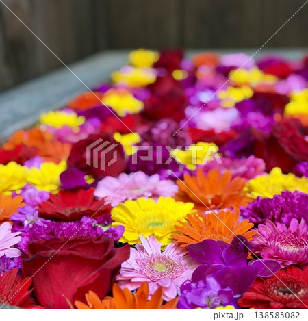 3月のカラフルな花手水(薔薇・ガーベラ)〈菅生神社/愛知県岡崎市〉 3月のカラフルな花手水(薔薇・ガーベラ)〈菅生神社/愛知県岡崎市〉 138583082