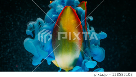 Nature paint. Cloud ink. Blur yellow red green color water dew texture blue tulip flower plant on abstract dark black acrylic background. Nature paint. Cloud ink. Blur yellow red green color water dew texture blue tulip flower plant on abstract dark black acrylic background. 138583108