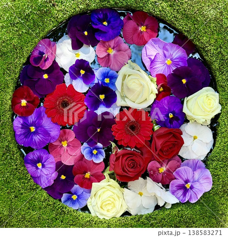 3月のカラフルな花手水(薔薇・パンジー・バンダ・ガーベラ)〈菅生神社/愛知県岡崎市〉 3月のカラフルな花手水(薔薇・パンジー・バンダ・ガーベラ)〈菅生神社/愛知県岡崎市〉 138583271