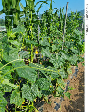 Cucumber field 138583305