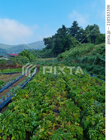 field scenery 138583306