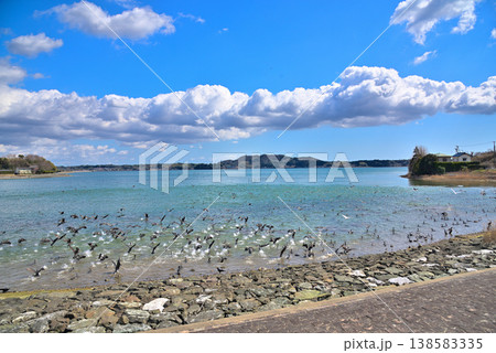 《静岡県》浜名湖から飛び立つ鳥の群れ 138583335