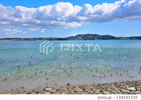 《静岡県》浜名湖から飛び立つ鳥の群れ 《静岡県》浜名湖から飛び立つ鳥の群れ 138583338