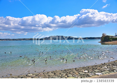 《静岡県》浜名湖から飛び立つ鳥の群れ 《静岡県》浜名湖から飛び立つ鳥の群れ 138583339
