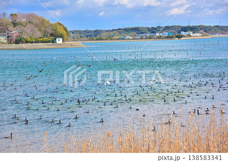 《静岡県》浜名湖から飛び立つ鳥の群れ 《静岡県》浜名湖から飛び立つ鳥の群れ 138583341