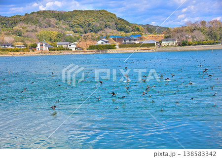 《静岡県》浜名湖から飛び立つ鳥の群れ 《静岡県》浜名湖から飛び立つ鳥の群れ 138583342
