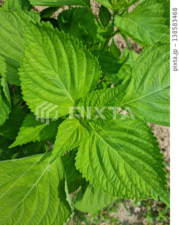 Perilla leaves Perilla leaves 138583468