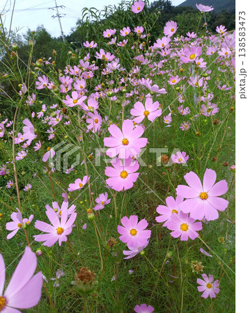 Cosmos 138583473