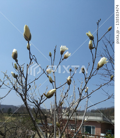 star magnolia star magnolia 138583474