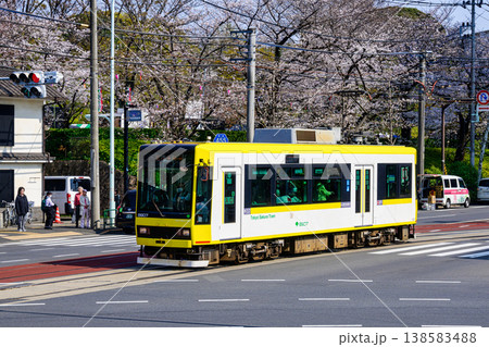 東京さくらトラム　トラムと飛鳥山公園満開の桜 138583488