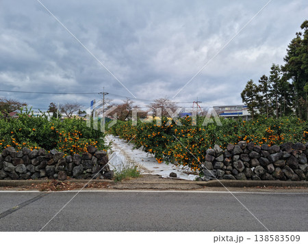 It's a stone wall and a tangerine field on the side of the road. 138583509