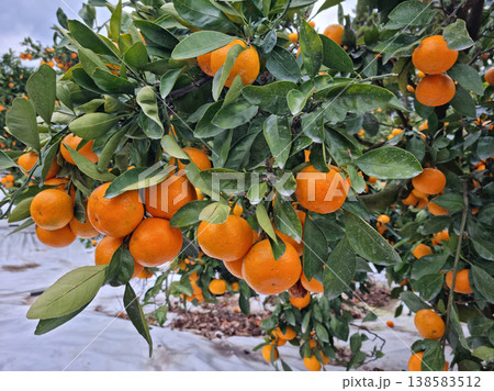 This is a tangerine farm in Jeju Island. 138583512