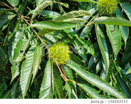 It is a tree with chestnuts hanging from it. It is a tree with chestnuts hanging from it. 138583515