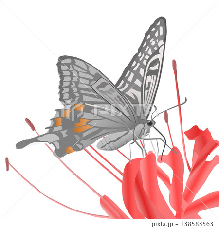アゲハチョウのイラスト アゲハチョウのイラスト 138583563