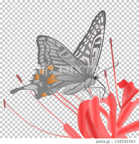 アゲハチョウのイラスト 138583563