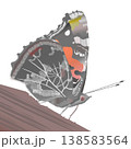 アカタテハのイラスト 138583564