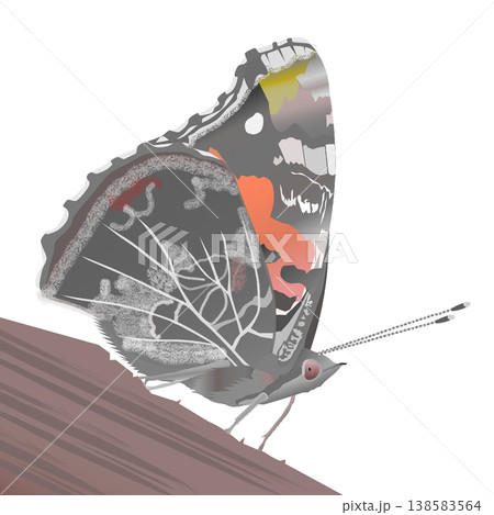 アカタテハのイラスト 138583564