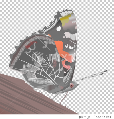 アカタテハのイラスト 138583564