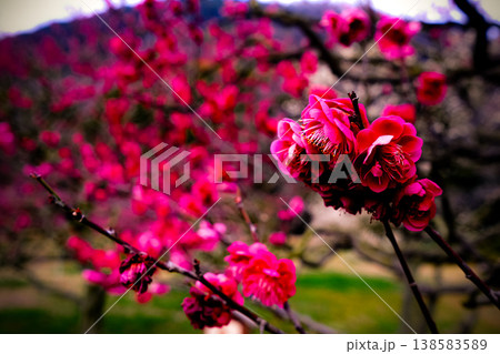 梅の花のクローズアップ｜春を感じる和風フラワー背景素材 138583589
