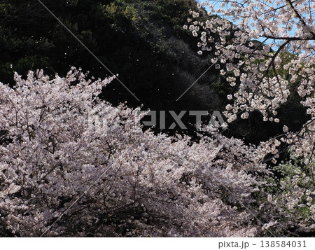満開になった桜 満開になった桜 138584031