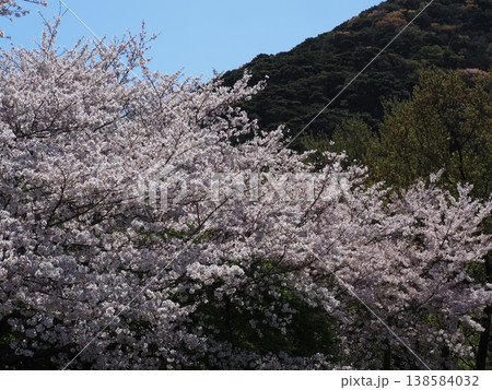 山に咲く桜 山に咲く桜 138584032