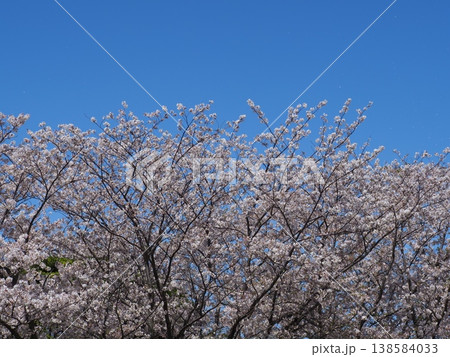 満開の桜と青い空 満開の桜と青い空 138584033
