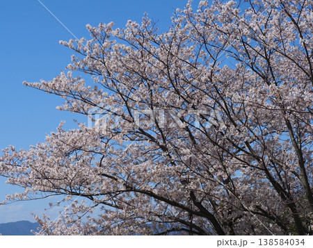 青空に映える桜 青空に映える桜 138584034