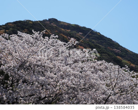山に咲く桜 山に咲く桜 138584035
