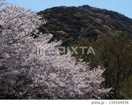 山に咲く桜 山に咲く桜 138584036
